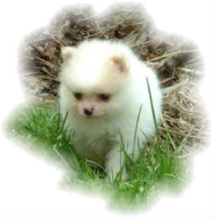 puppy.jpg
